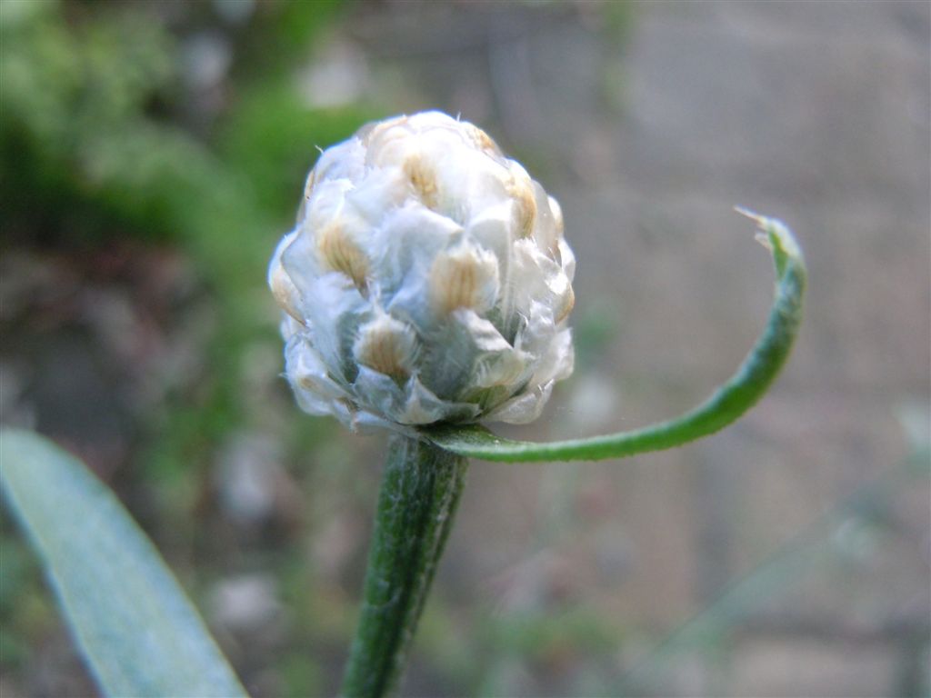 Centaurea deusta